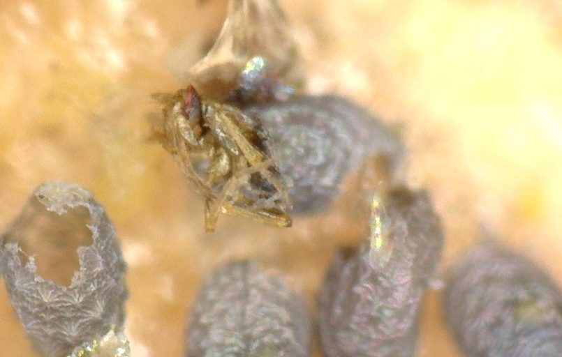 parasitoid wasp. trichogramma evanescens. IPM. pest treatment. conservation